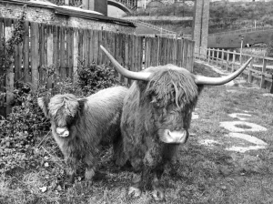 00038 Prints: Highland Cattle Print at Byker City Farm
