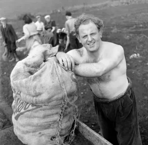 00038 Prints: Print of Red-haired Alan Prescott in farm training