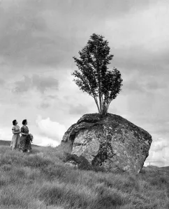 00038 Prints: Tree growing out of a rock Print, Glen Coe, Scotland