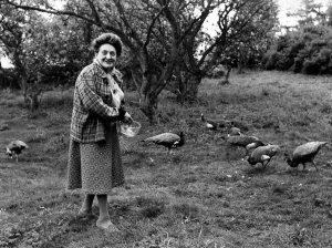 00040 Prints: Bet Sanderson with peacocks and peahens at her home near Penrith, Print