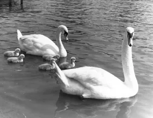 00040 Prints: Print of Swans and Cygnets on the River Thames