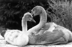 00040 Prints: Lead Poisoning Print: Two Orphaned Cygnets