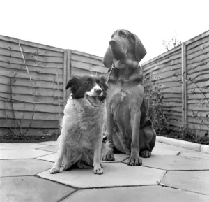 Classic Pet Photography Prints: Brutes'the blood hound and Mandy'the Mongrel dog