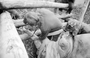 00043 Prints: 3 Ton Rhino Horn Removal Print, Longleat Safari Park 1978