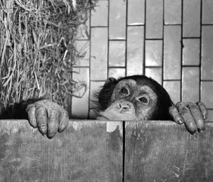 00044 Prints: Print of a Monkey and Chimp with Fifi, February 1954