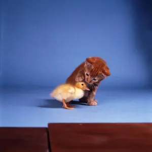 00044 Prints: Kitten and Duckling Print, November 1985