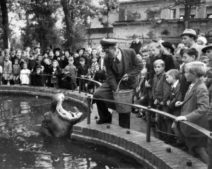 00045 Prints: Print of a hippopotamus at the Berlin Zoo, submerged in its lake