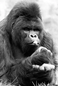 00045 Prints: Print of a black and white photograph of Mukisi, an Eastern Lowland Gorilla