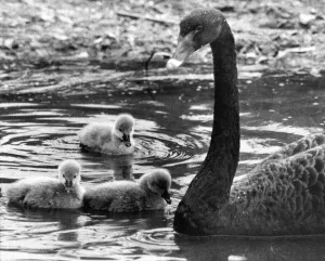 00047 Prints: Black Swan with Cygnet Triplets Print (00047)