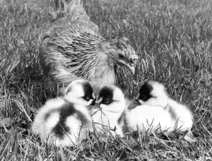 00047 Prints: Coscoroba Cygnets with Bantam Mother Print (00047)