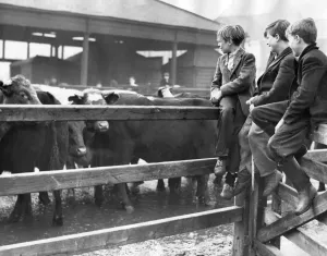 00047 Prints: Newcastle Cattle Market: No Home on the Range Print (00047)
