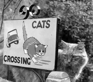 00048 Prints: Print of a 1967 Dorset Road Sign featuring Cat and Pussy