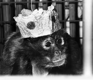 00049 Prints: Simon the Spider Monkey in Lambton Castle Print January 1977