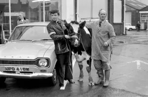 00052 Prints: Cow for Car: A Unique Print from Searles of Worthing
