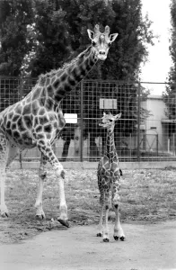 Little and Large Print - Chessington Zoo Giraffe Scene
