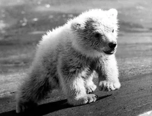 00054 Prints: Polar Bears at Dudley Zoo Print 1973