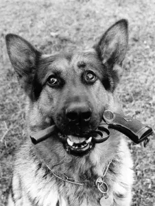 00055 Prints: Alsatian Gun Dog Print, March 1979