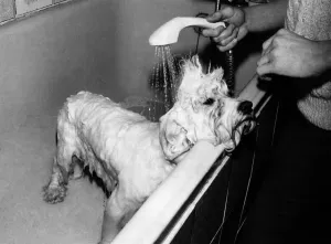 00055 Prints: February 1982 Print: Persan Make Mine Mink at Crufts