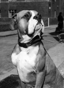 Vintage Animal Photos Prints: Animals Dogs. This is Tim the three-year-old boxer dog who was a distinguished patient