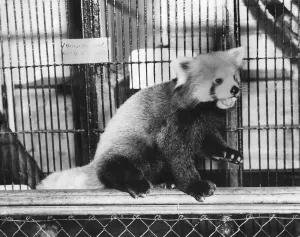 00055 Prints: April 1937 Panda Print by Memory Lane