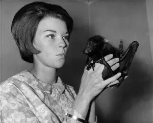 00055 Prints: Black and white photograph print of a bat perched on its owner's hand