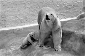 00056 Prints: Bristol Zoo Polar Bear and Cub Print, 1975