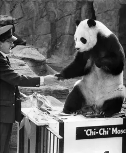 00056 Prints: Chi-Chi the Panda Returns from Moscow, 1966 Print