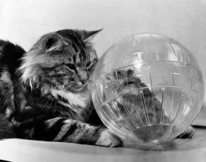 00056 Prints: Hamster in Exercise Ball Print, January 1976 P007411 (00056)