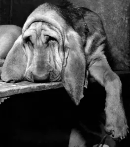 Vintage Animal Photos Prints: Bloodhounds seen here is at the Crufts dog show is Delburn Appeline Queenie aged 8