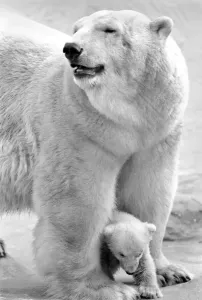 00057 Prints: Bristol Zoo Polar Bear and Cub Print March 1975