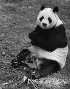 00057 Prints: Chi Chi the Panda Print - London Zoo 1971