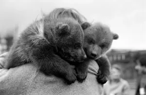 00057 Prints: Twin Brown Bears Print, March 1975
