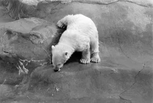 00060 Prints: Polar Bears at Bristol Zoo Print, April 1975