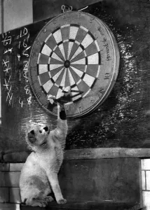 00060 Prints: Sambo the Royal Mint Cat Playing Darts Print, April 1953