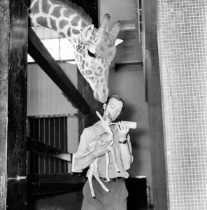 00061 Prints: London Zoo Print - Giraffes Observe Baby Black Buck