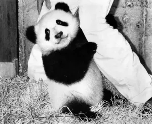 00063 Prints: Baby Panda Chu-Lin: Valuable European Print, February 1983