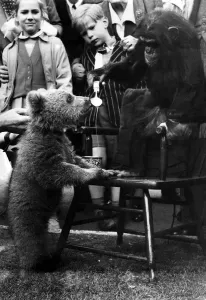 00063 Prints: Princess Anne with Russian Bear Cub Print April 1956