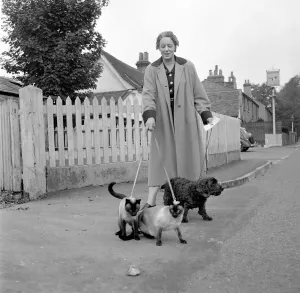 Classic Pet Photography Prints: Siamese cats with their owners. 1954 A120-002
