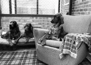 00064 Prints: December 1980 Dogs Life Print (00064)