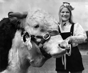 00064 Prints: Hereford Bull Zone Universe Print, June 1971