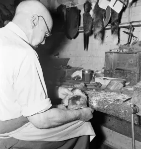 00064 Prints: Taxidermist Workshop Print, January 1960