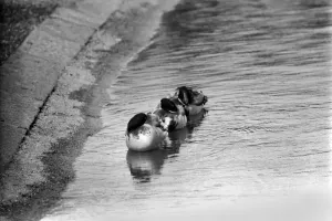 00069 Prints: Ducks and Drakes, Kensington Gardens, London Print 1975