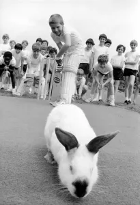 00071 Prints: Rabbits on Cricket Pitch Print, July 1981