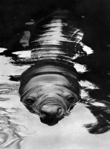 00071 Prints: Spot the Southern Elephant Seal in a Sobering Moment Print