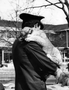 00072 Prints: Seven Weeks Old Lion Cub Print, London Zoo 1967