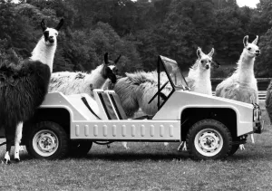 00072 Prints: Sivas Llama Print, June 1974 (00072)