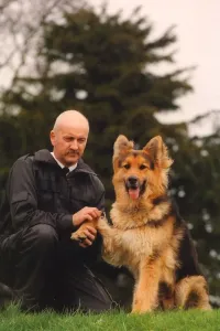 00073 Prints: Gun Shy Police Dog Louis Print at Harperley Hall