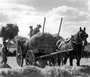 00074 Prints: Print of Workers gathering hay in Kent on a horse-drawn cart, circa 1935