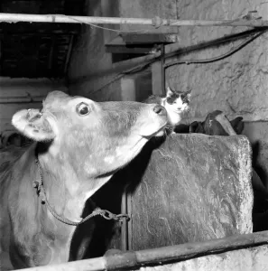 00076 Prints: A Black and White Kitten's Farm Friendship - A 1967 Print