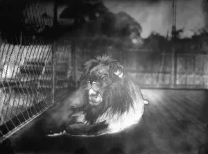 00081 Prints: Alfieri's Lion Head in Solarisation Print (00081)